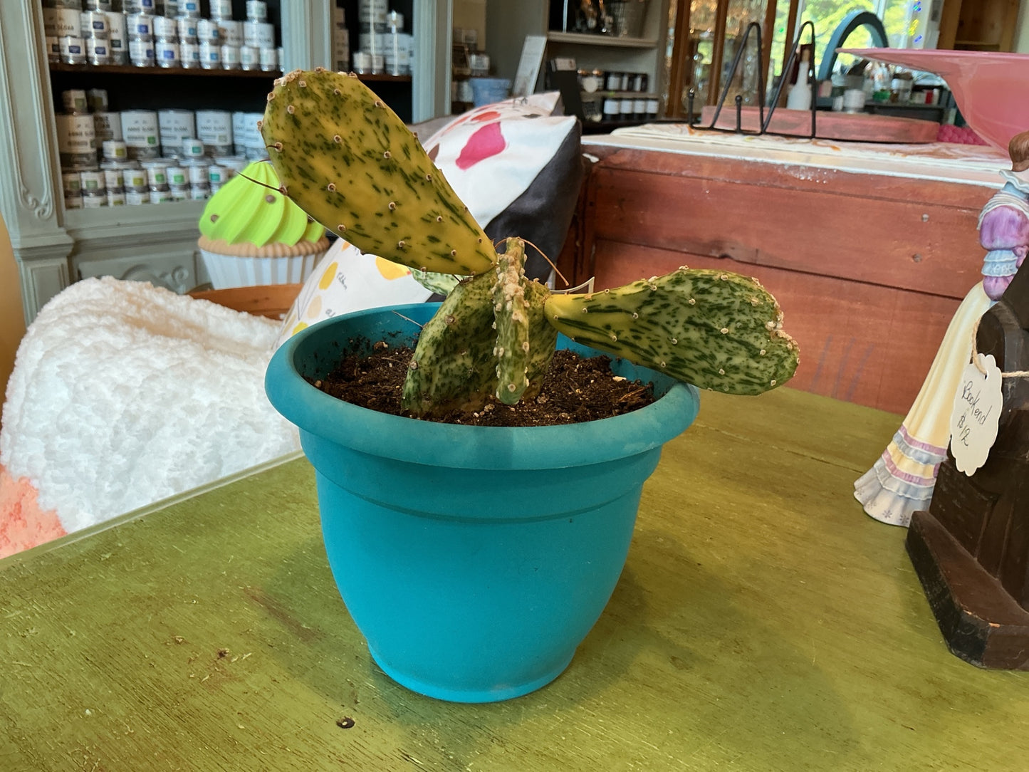 Cactus Green with darker green spots