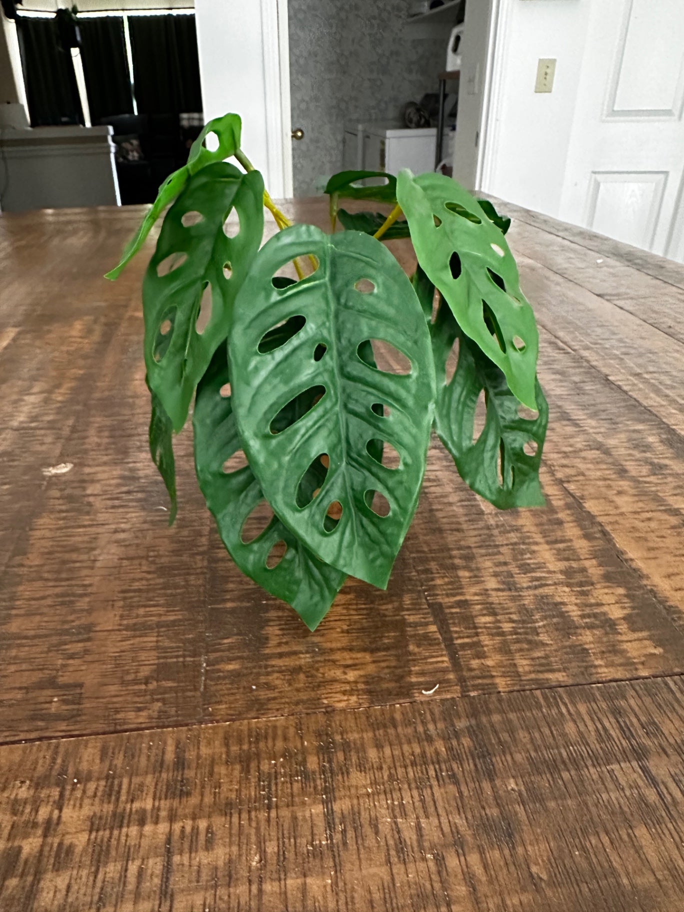 Small plant