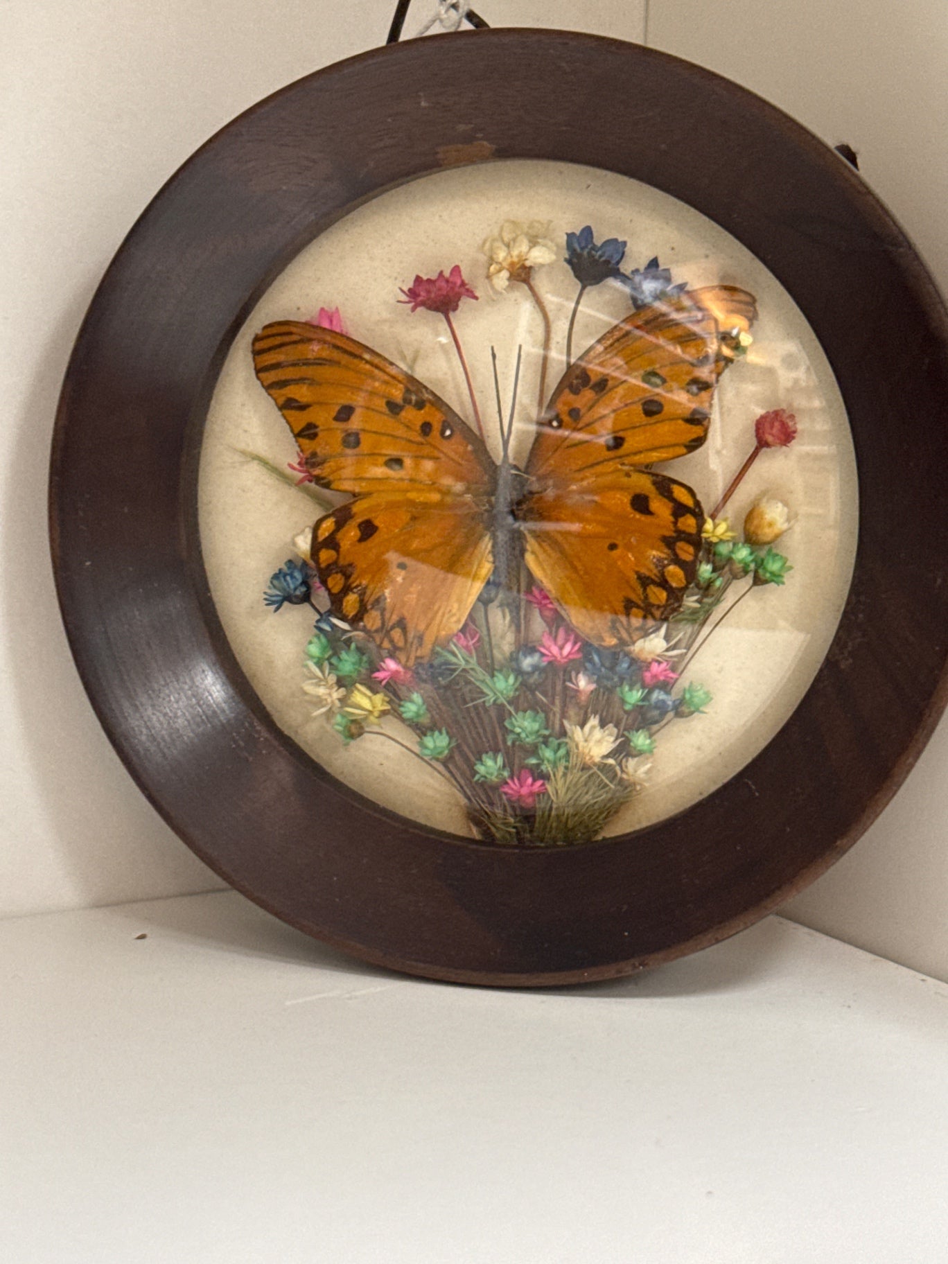 Real butterfly wall art