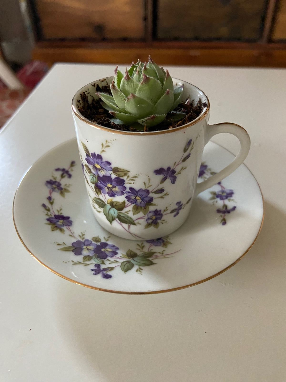 Mini Teacup Violets with plant 1