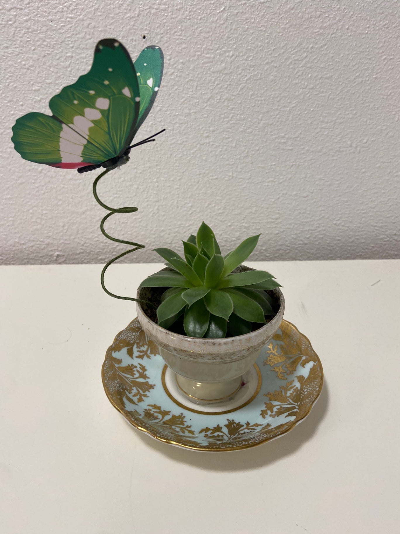 Teacup footed gold with succulent plant 21