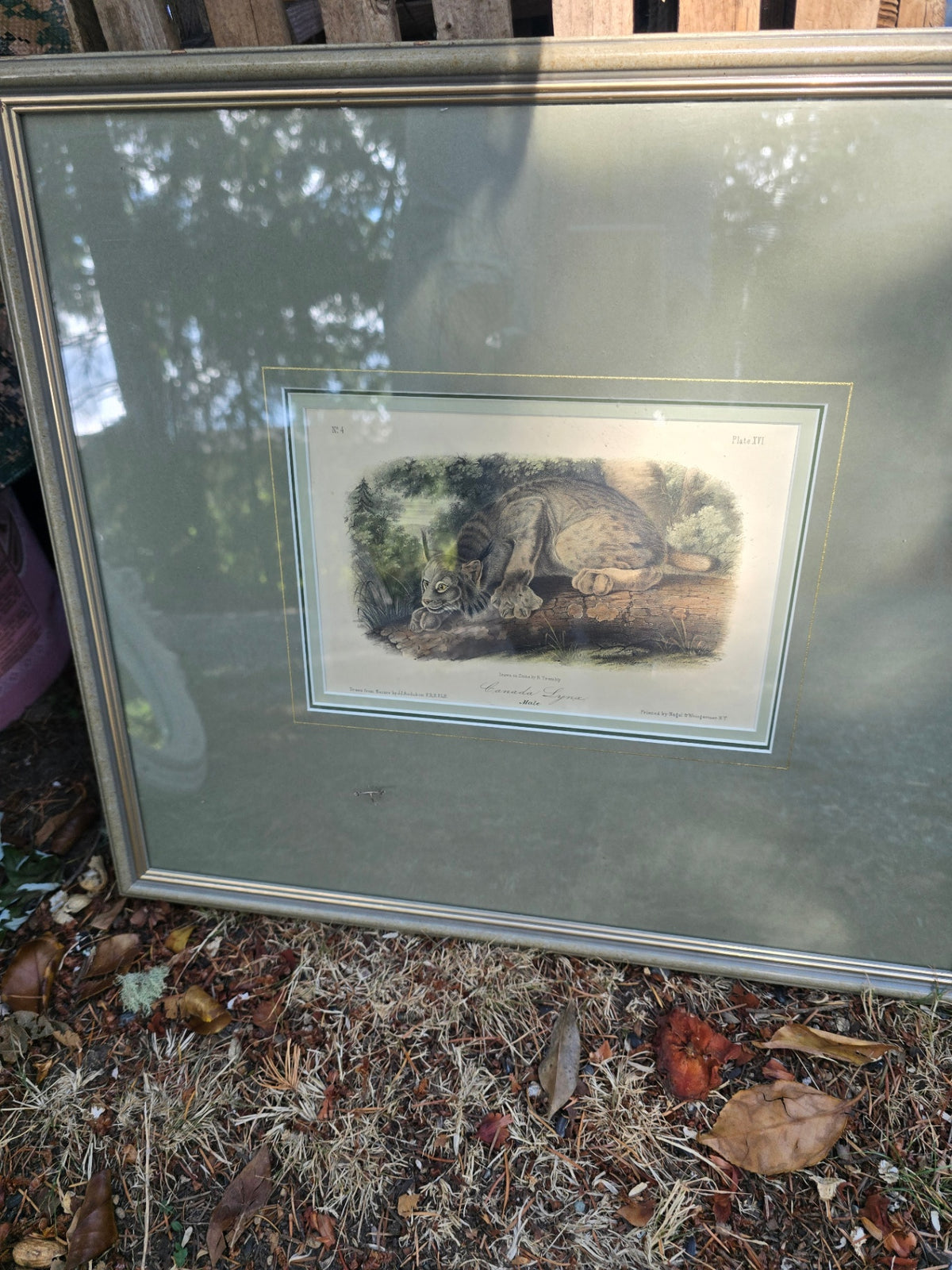 Framed print of lynx