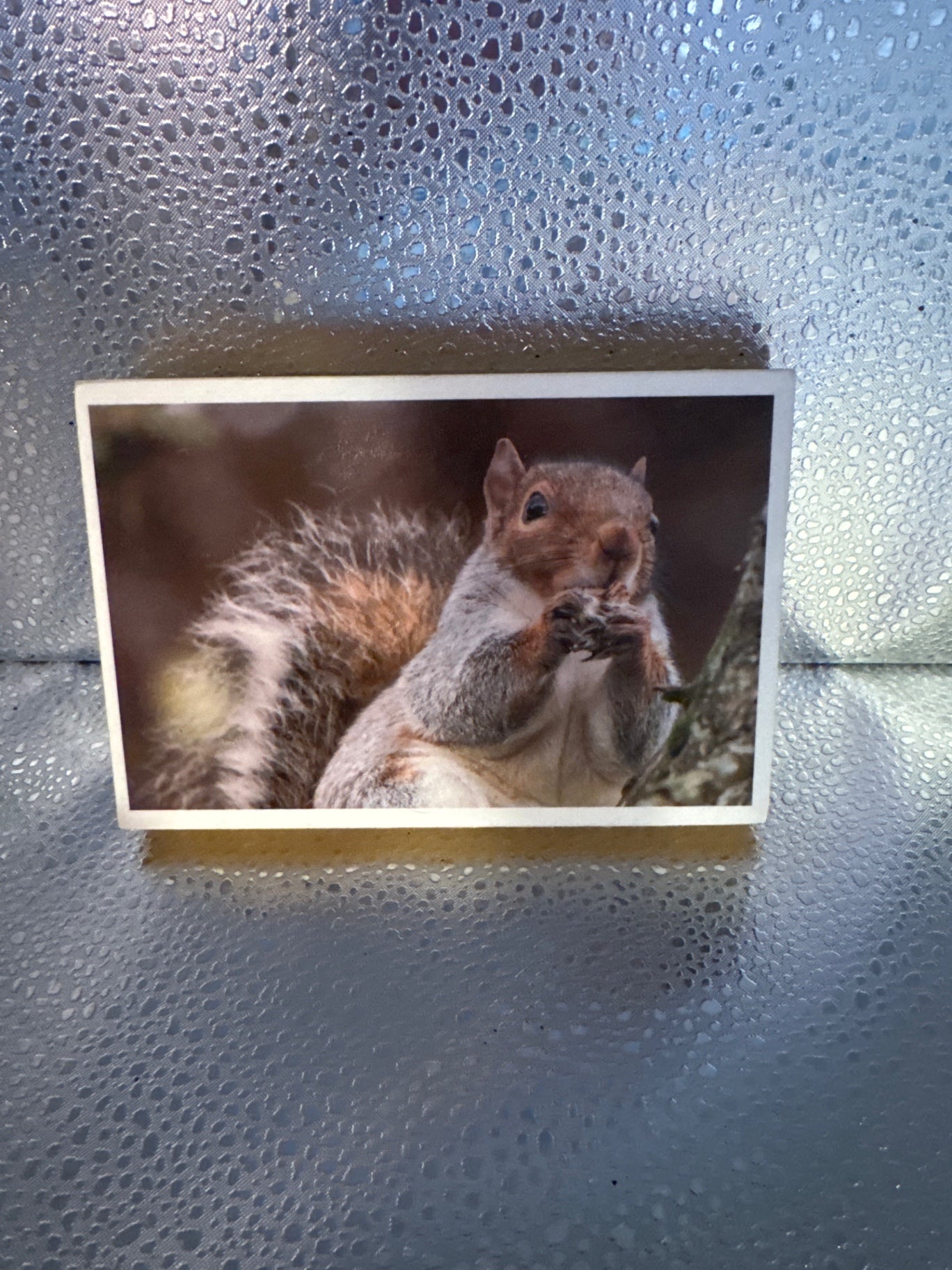 Squirrel