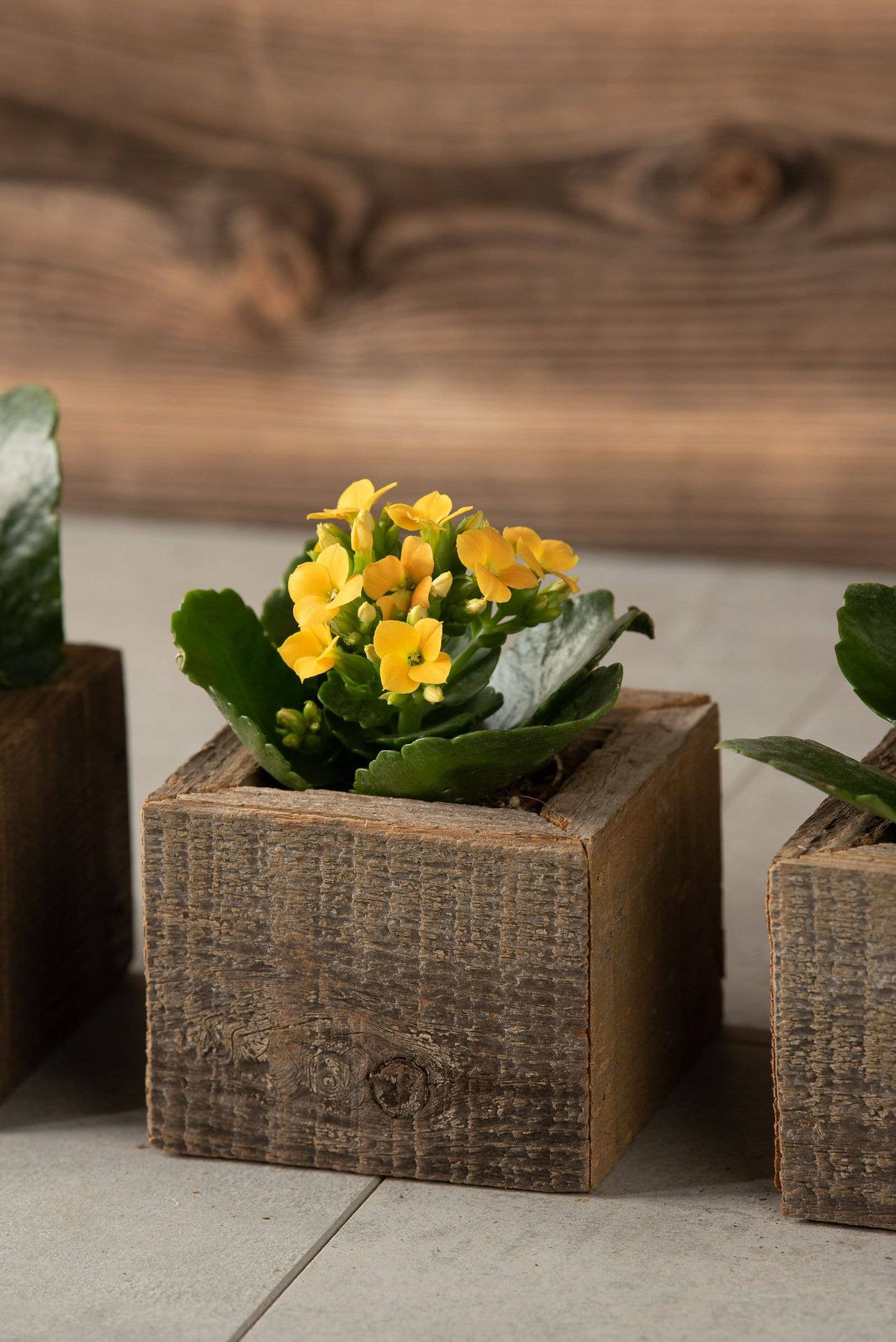 Reclaimed Wood Mini Square Planters / Favor Boxes