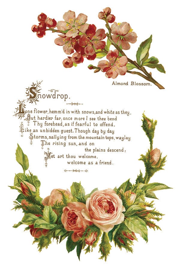 Lover of Flowers IOD Transfer 8x12 Pad (8 sheets)