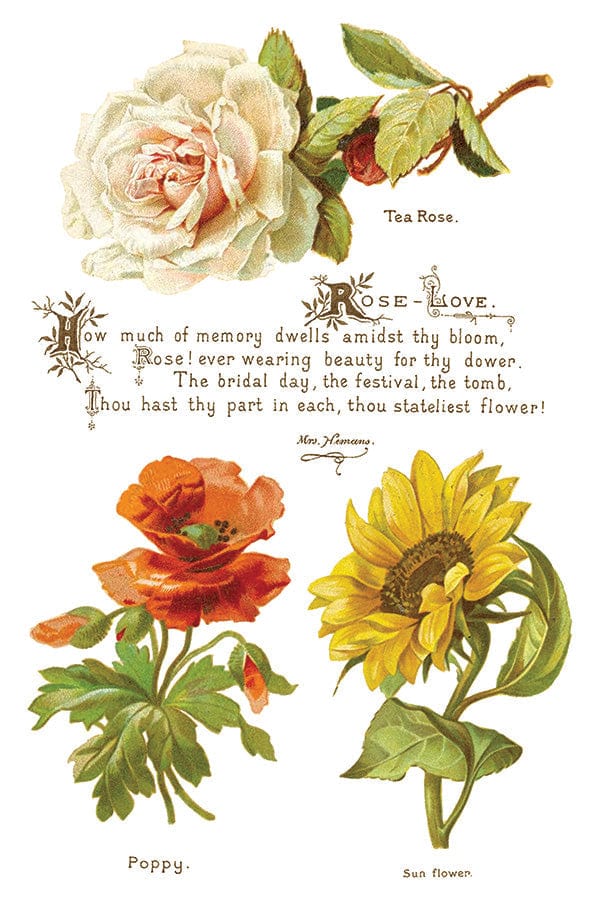 Lover of Flowers IOD Transfer 8x12 Pad (8 sheets)