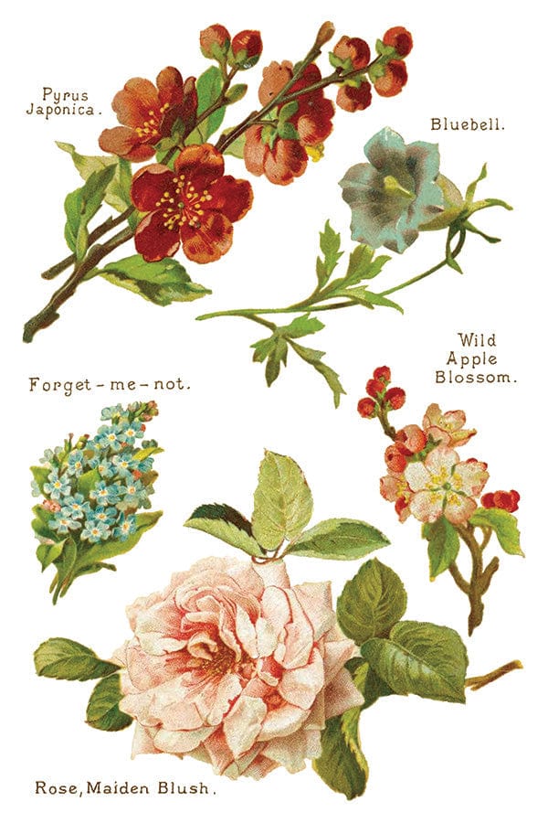 Lover of Flowers IOD Transfer 8x12 Pad (8 sheets)