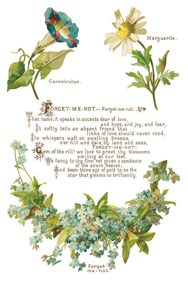 Lover of Flowers IOD Transfer 8x12 Pad (8 sheets)