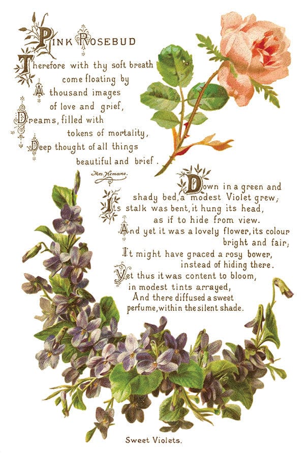 Lover of Flowers IOD Transfer 8x12 Pad (8 sheets)