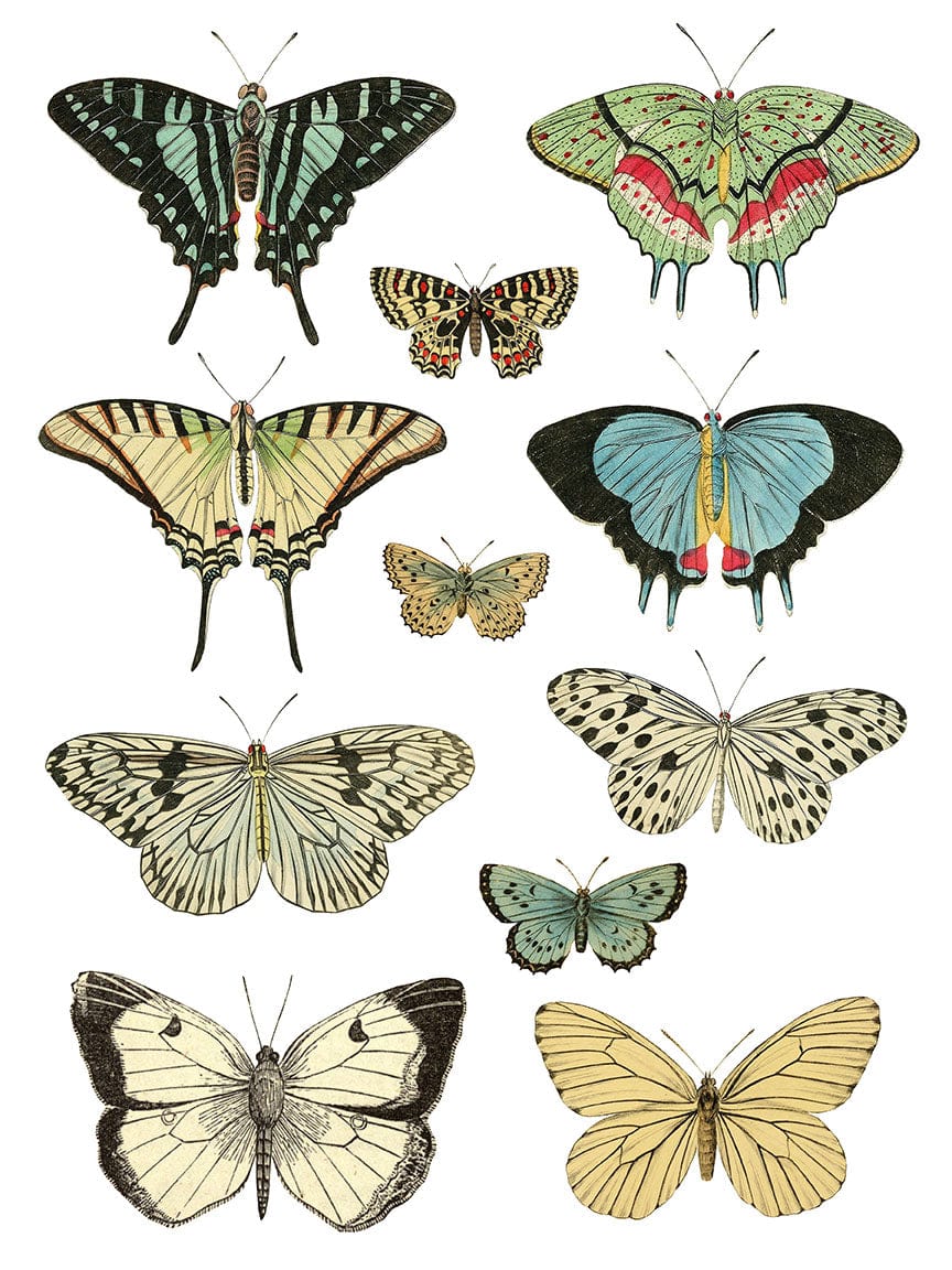 IOD Transfers Entomology Etcetera IOD Transfer 12x16 Pad (4 sheets)