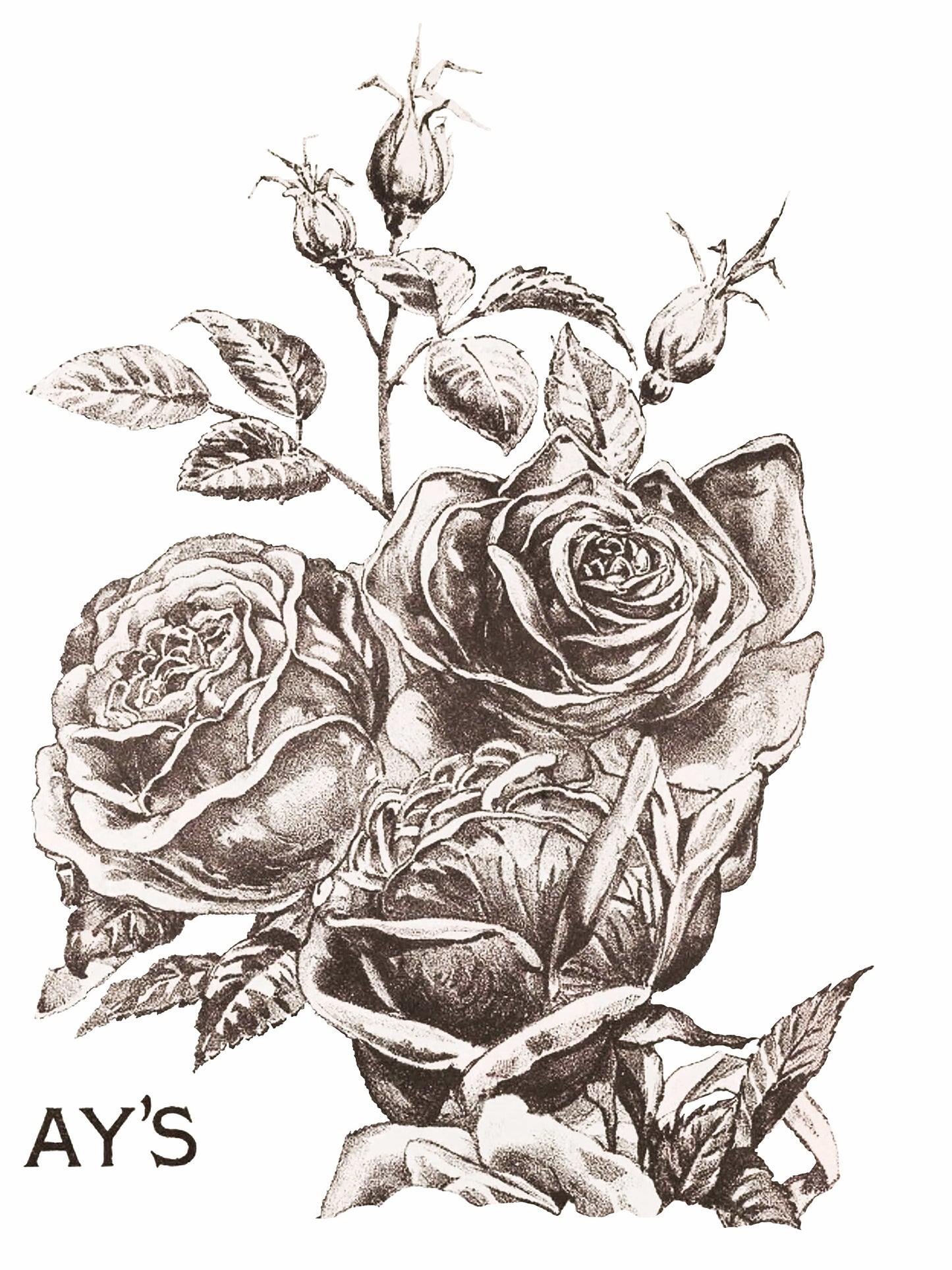 May's Roses IOD Transfer 12x16 (4 Sheets)