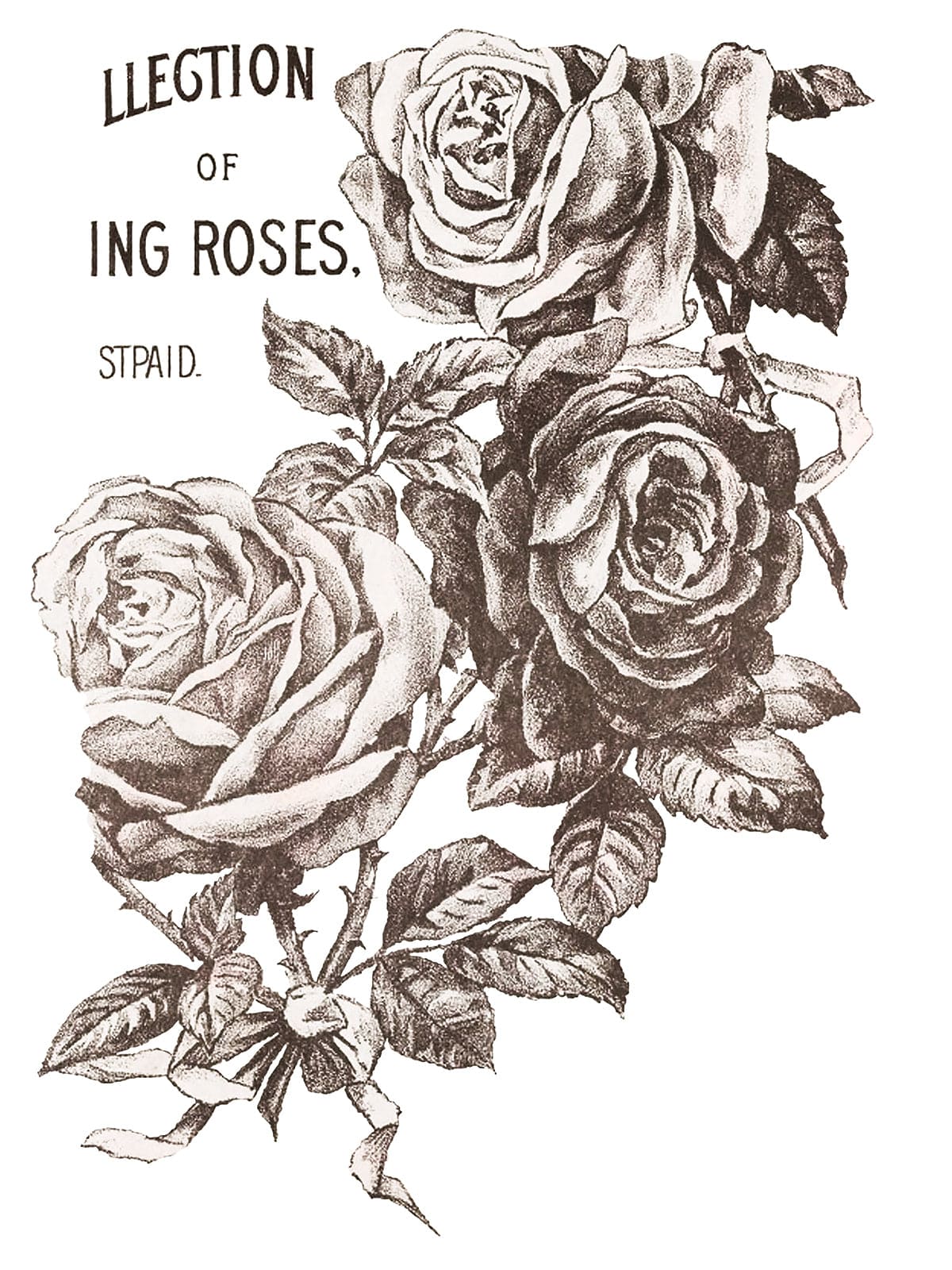 May's Roses IOD Transfer 12x16 (4 Sheets)