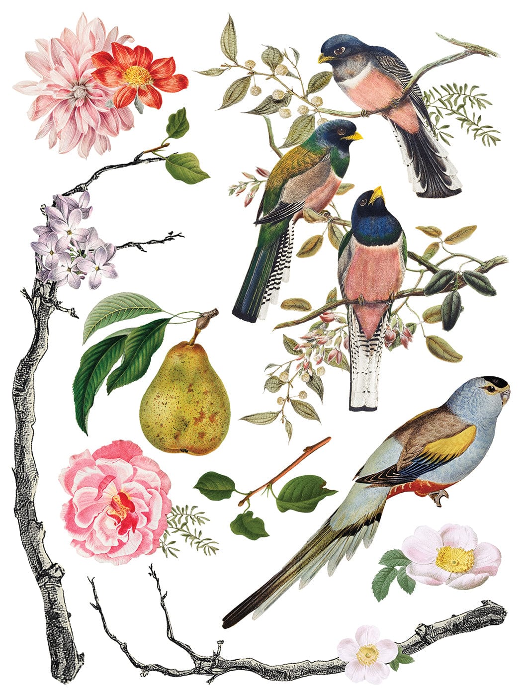 Menagerie IOD Transfer 12x16 Pad (8 sheets)