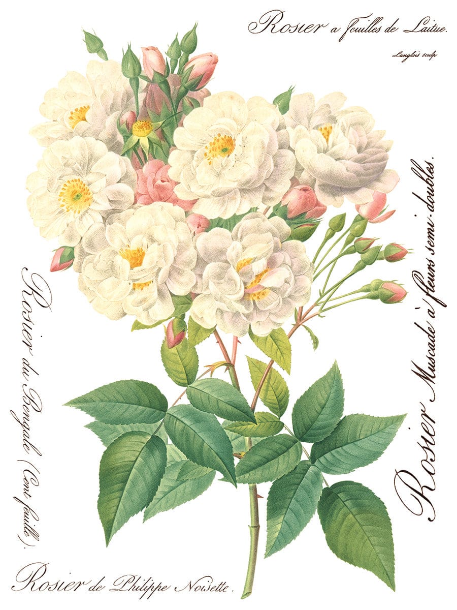 Rose Botanical IOD Transfer 12x16 (8 Sheets)