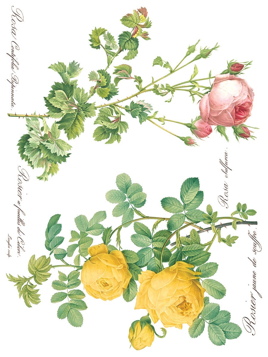 Rose Botanical IOD Transfer 12x16 (8 Sheets)