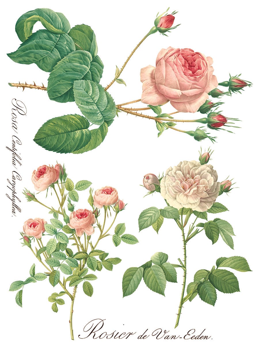Rose Botanical IOD Transfer 12x16 (8 Sheets)