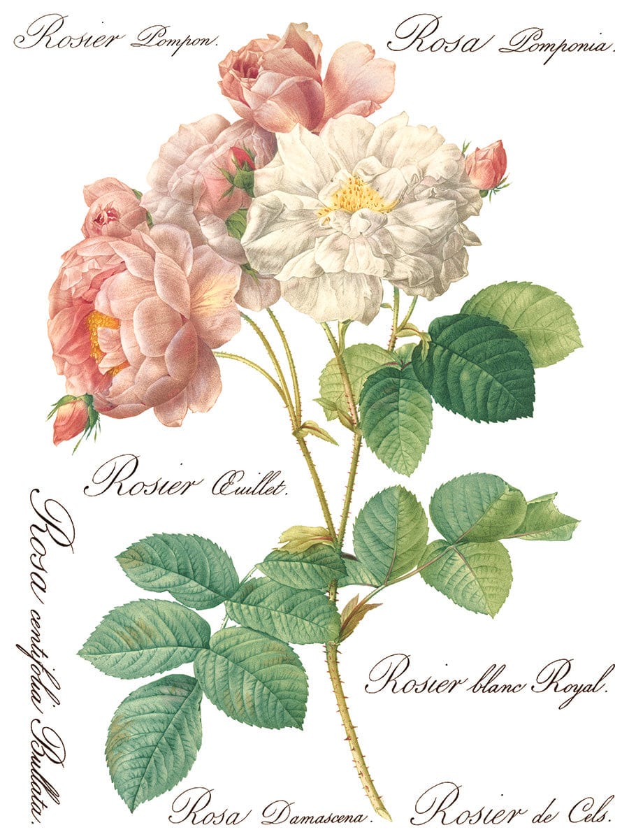 Rose Botanical IOD Transfer 12x16 (8 Sheets)