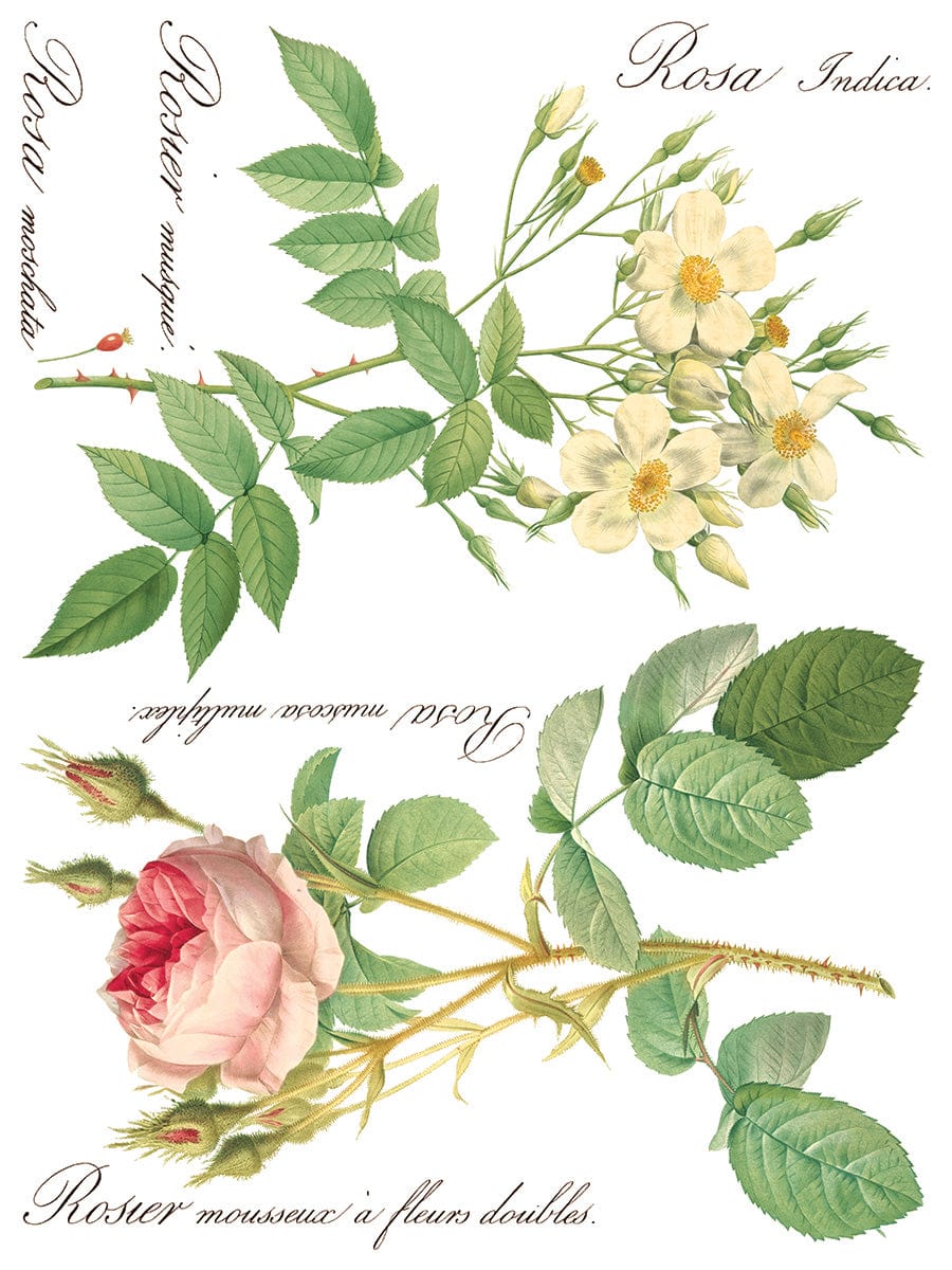 Rose Botanical IOD Transfer 12x16 (8 Sheets)