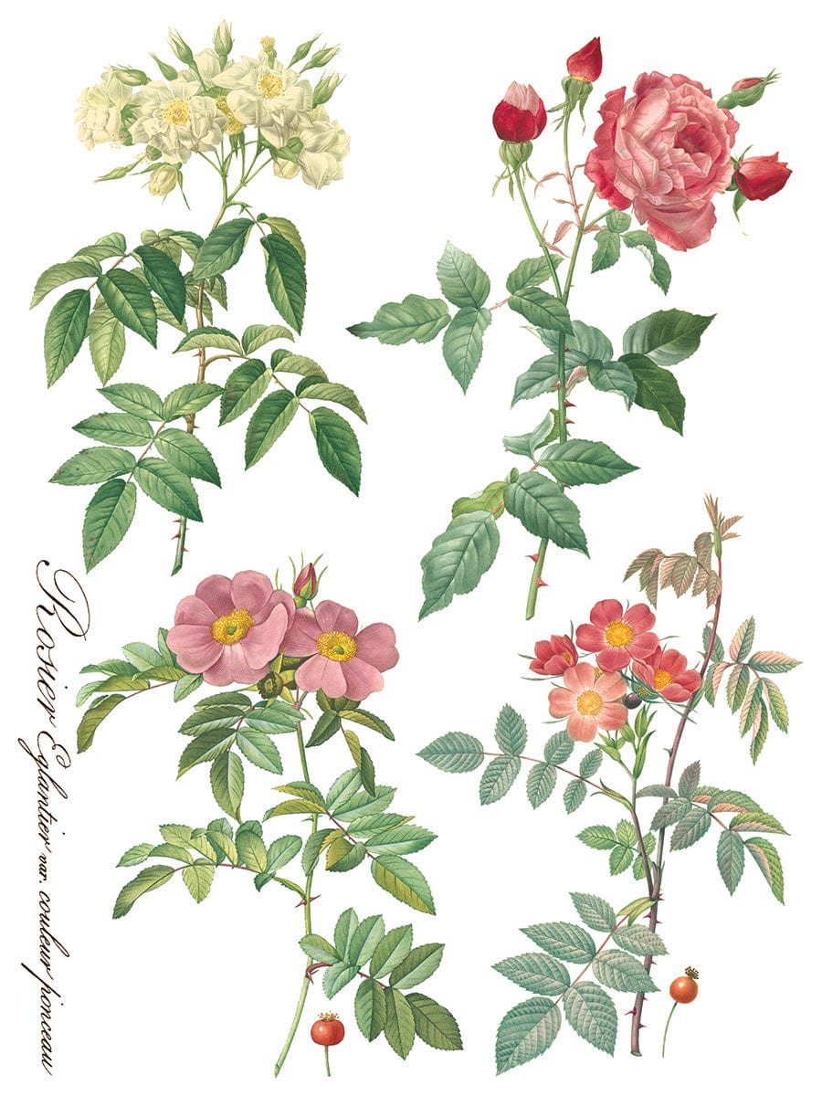 Rose Botanical IOD Transfer 12x16 (8 Sheets)