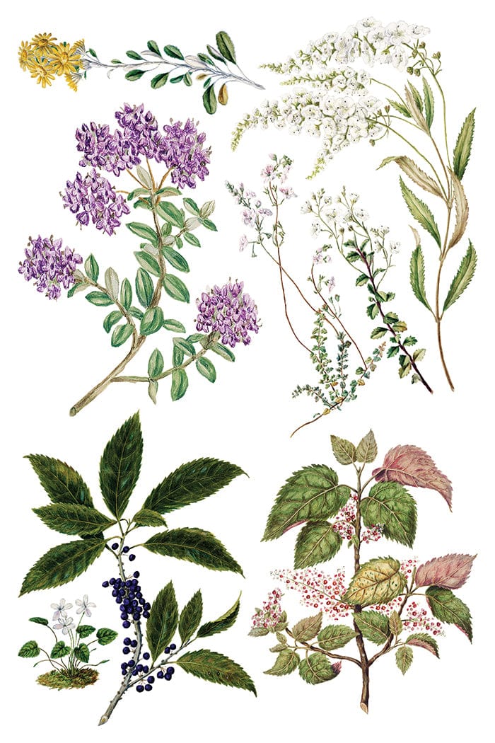 Sarah Featon's Botanicals IOD Transfer 8x12 Pad (8 sheets)