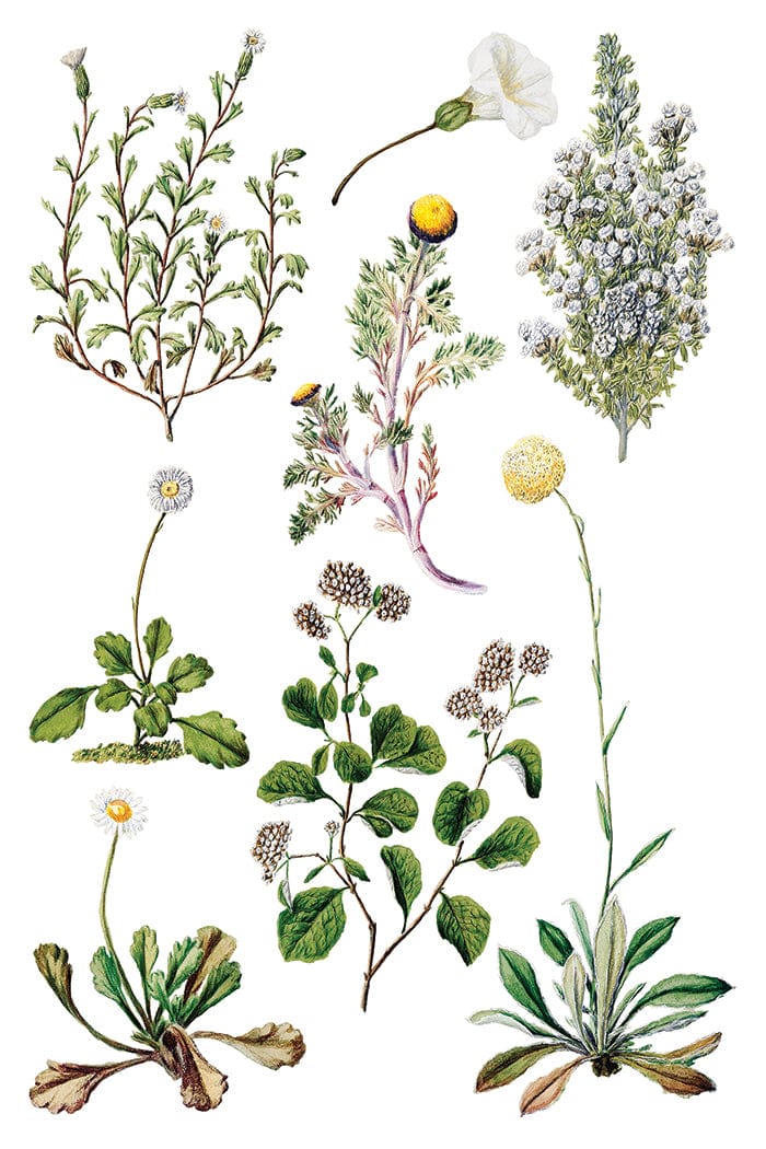 Sarah Featon's Botanicals IOD Transfer 8x12 Pad (8 sheets)
