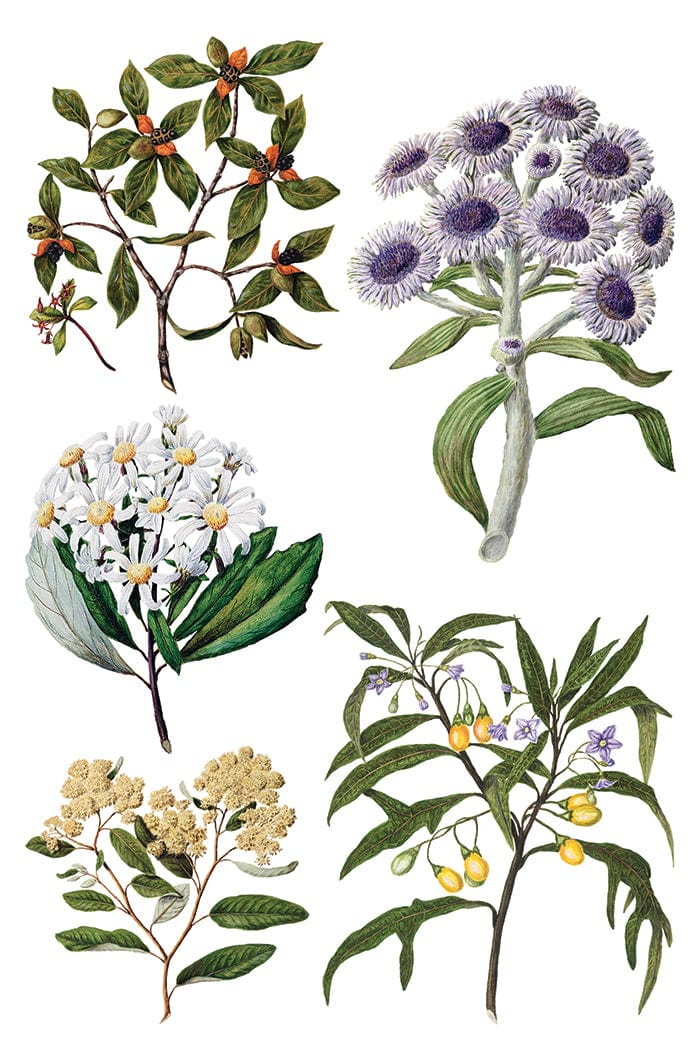 Sarah Featon's Botanicals IOD Transfer 8x12 Pad (8 sheets)