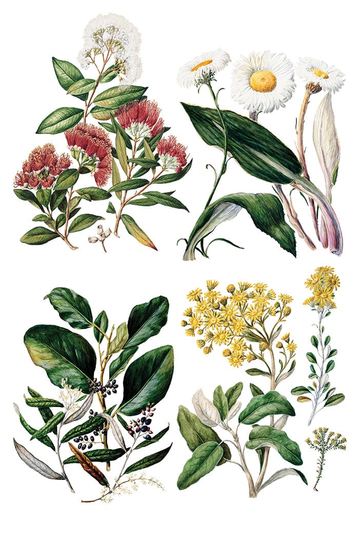Sarah Featon's Botanicals IOD Transfer 8x12 Pad (8 sheets)