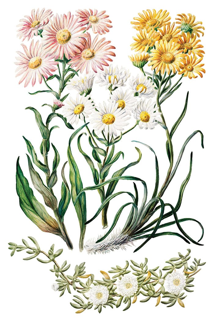 Sarah Featon's Botanicals IOD Transfer 8x12 Pad (8 sheets)