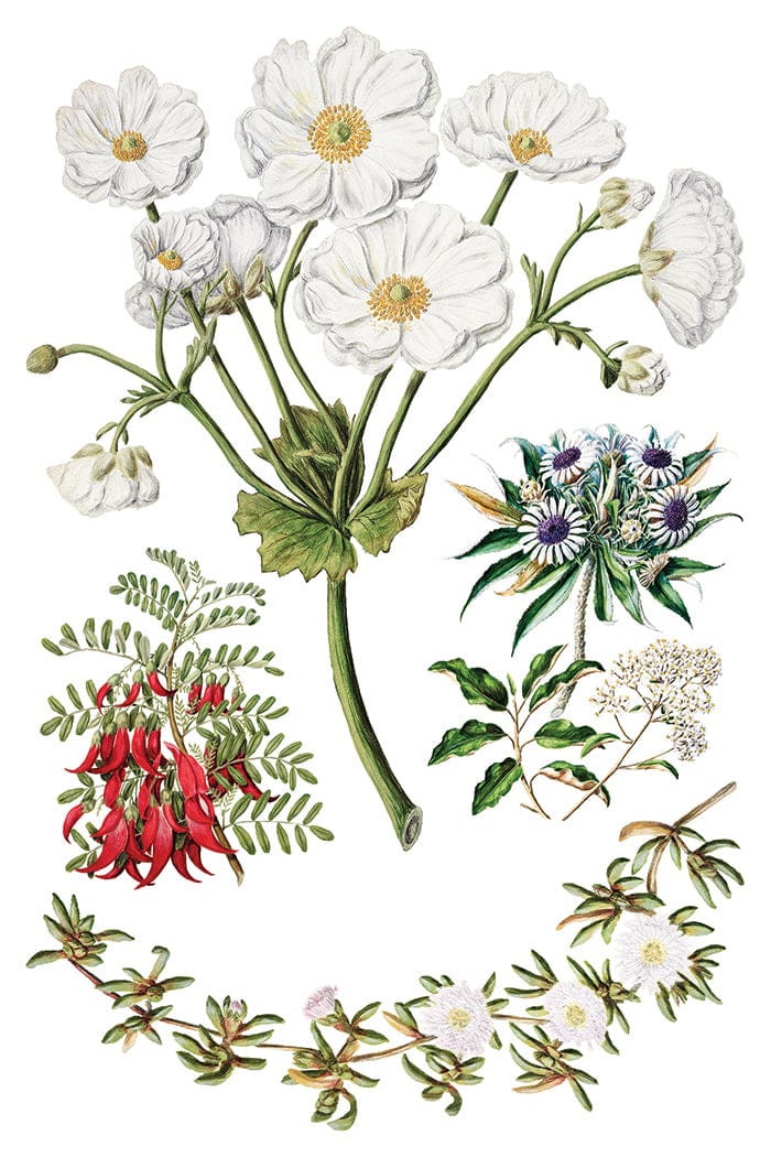 Sarah Featon's Botanicals IOD Transfer 8x12 Pad (8 sheets)