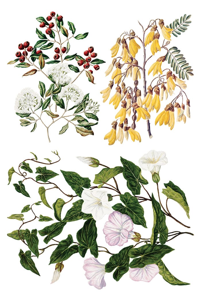Sarah Featon's Botanicals IOD Transfer 8x12 Pad (8 sheets)