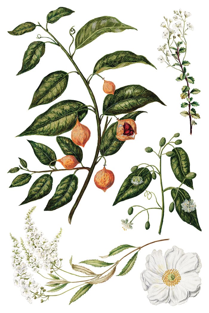 Sarah Featon's Botanicals IOD Transfer 8x12 Pad (8 sheets)