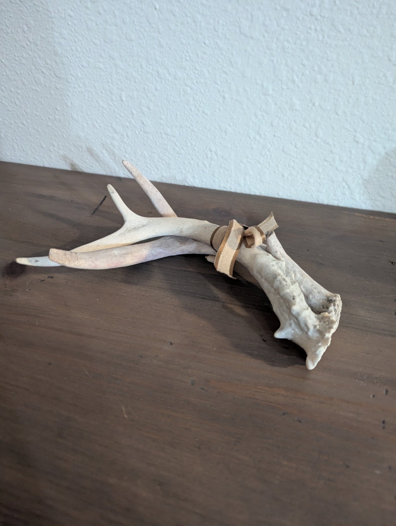 Authentic White-Tailed Deer Antler Pair (3 pt)