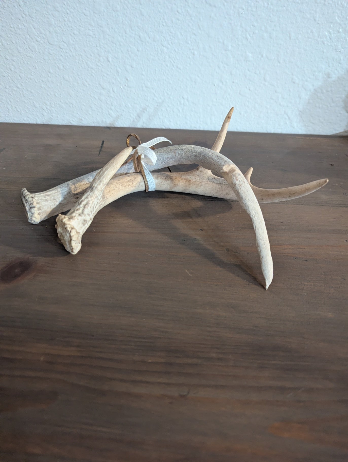 Authentic White-Tailed Deer Antler Pair