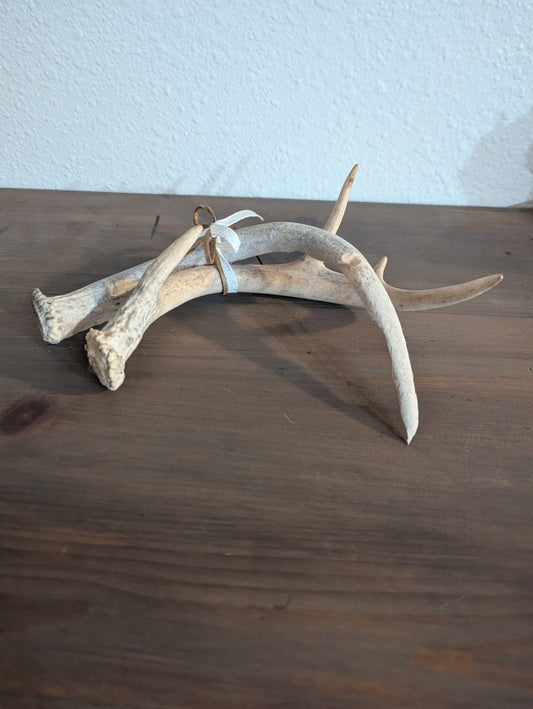 Authentic White-Tailed Deer Antler Pair