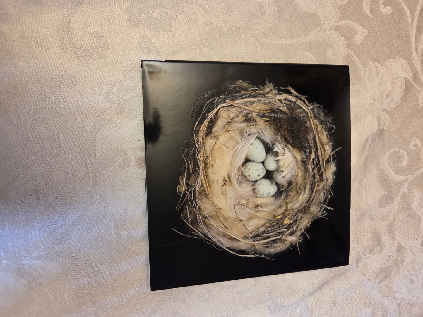 Nests