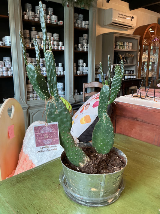 Cactus in metal container 