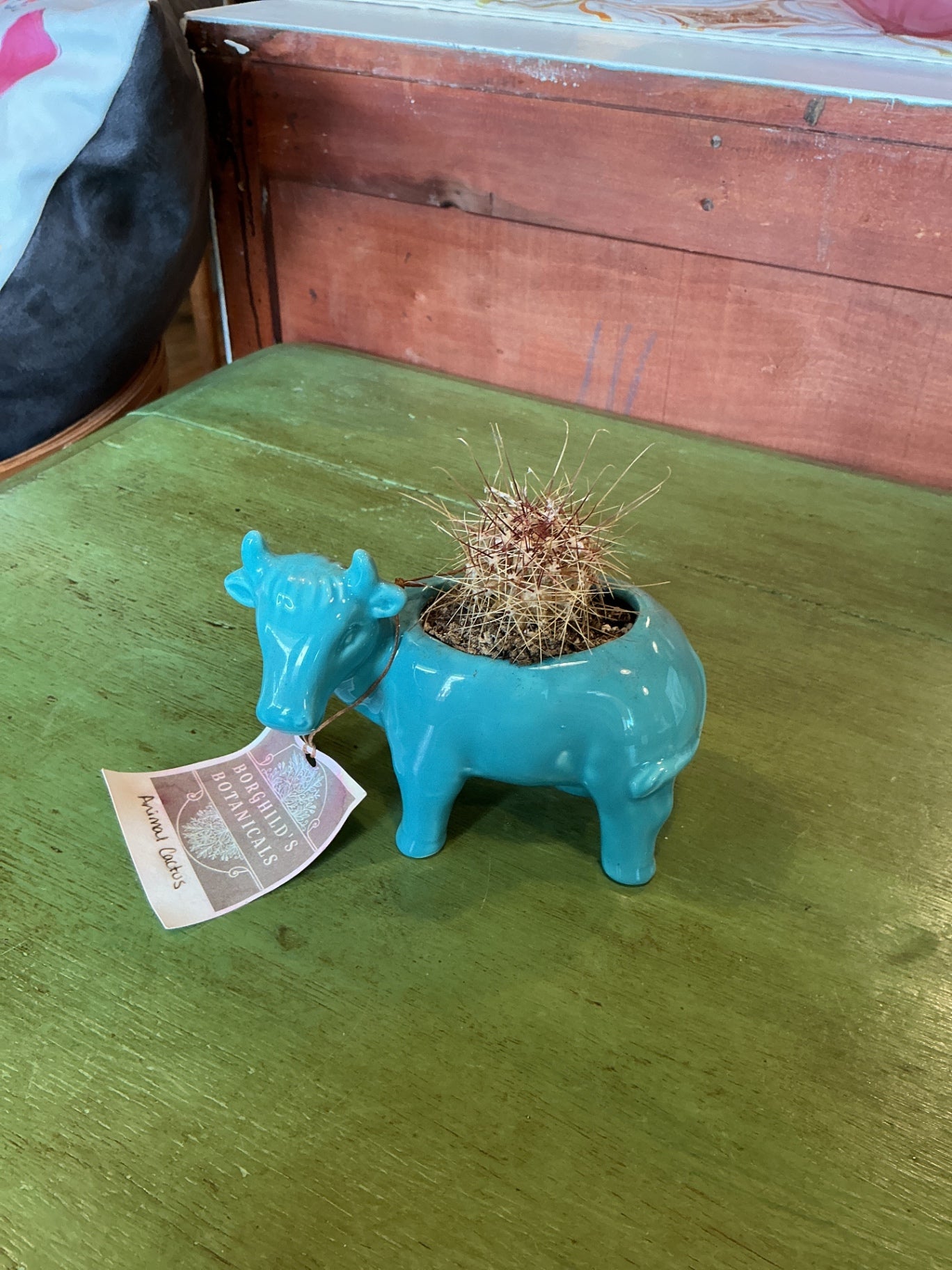 Bull planter with cactus Turquoise