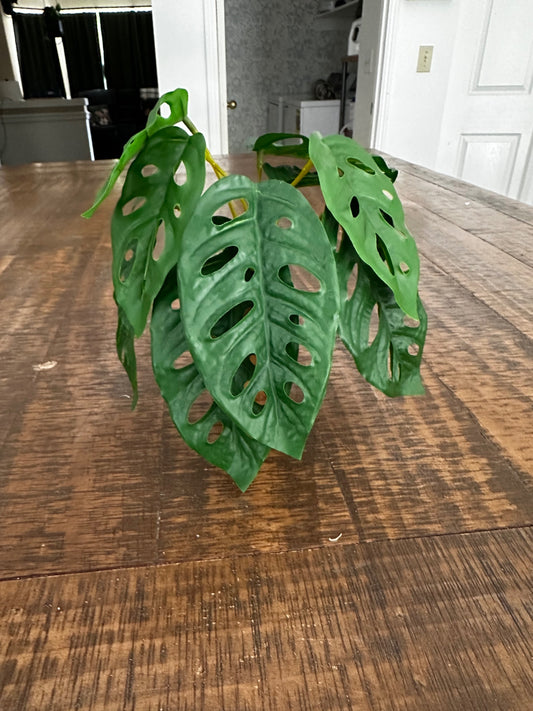 Small plant