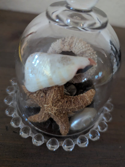 Petite Glass Cloche W/Shells