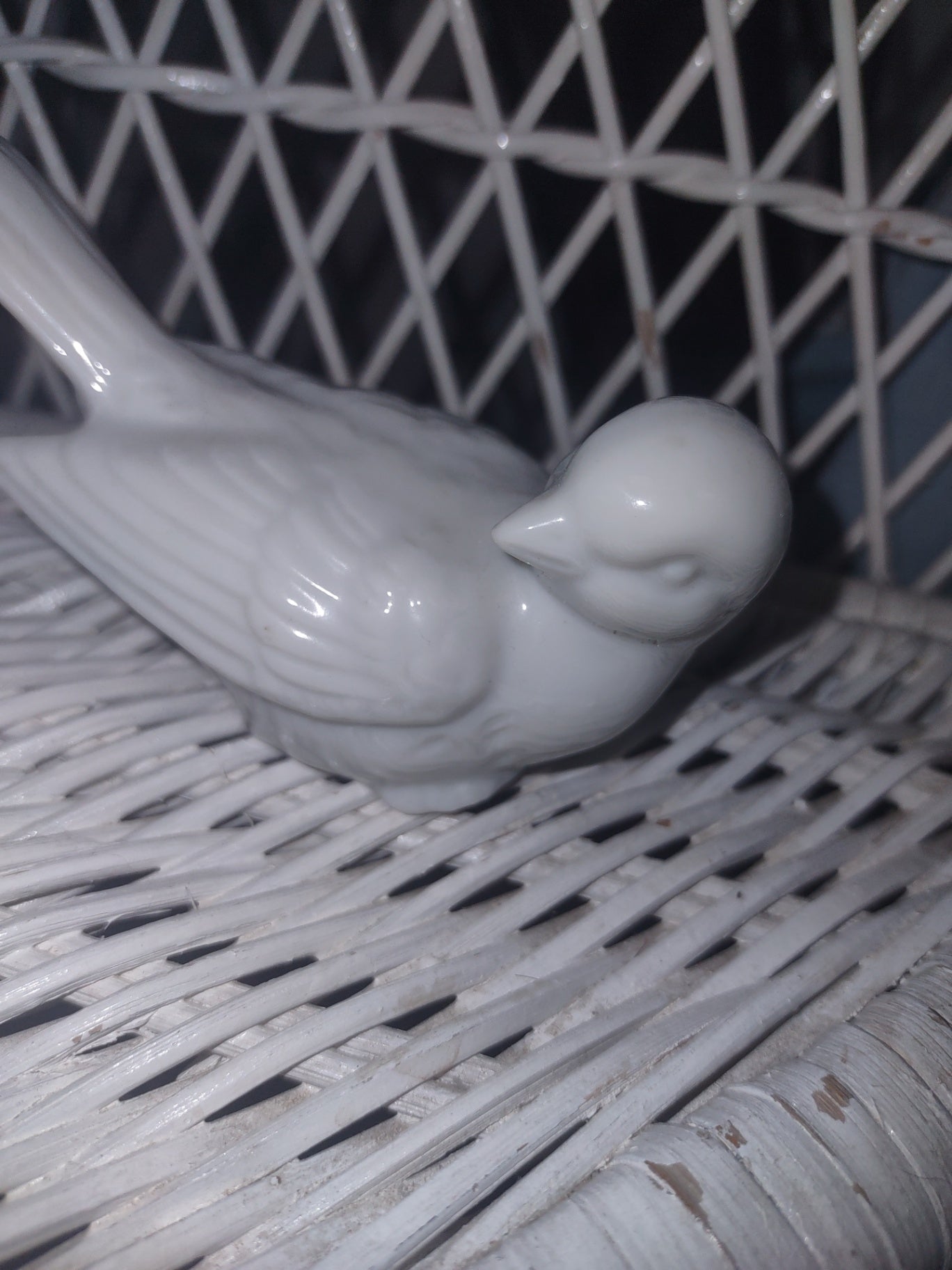  bird small