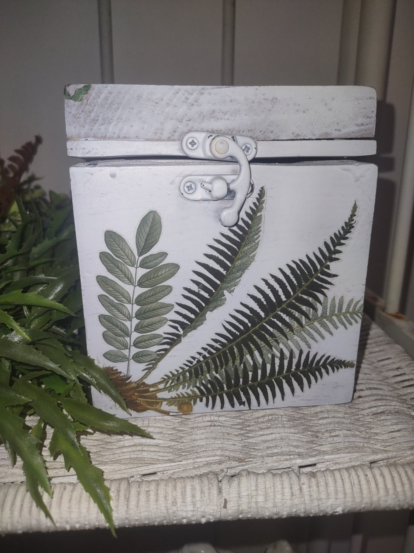Box fern