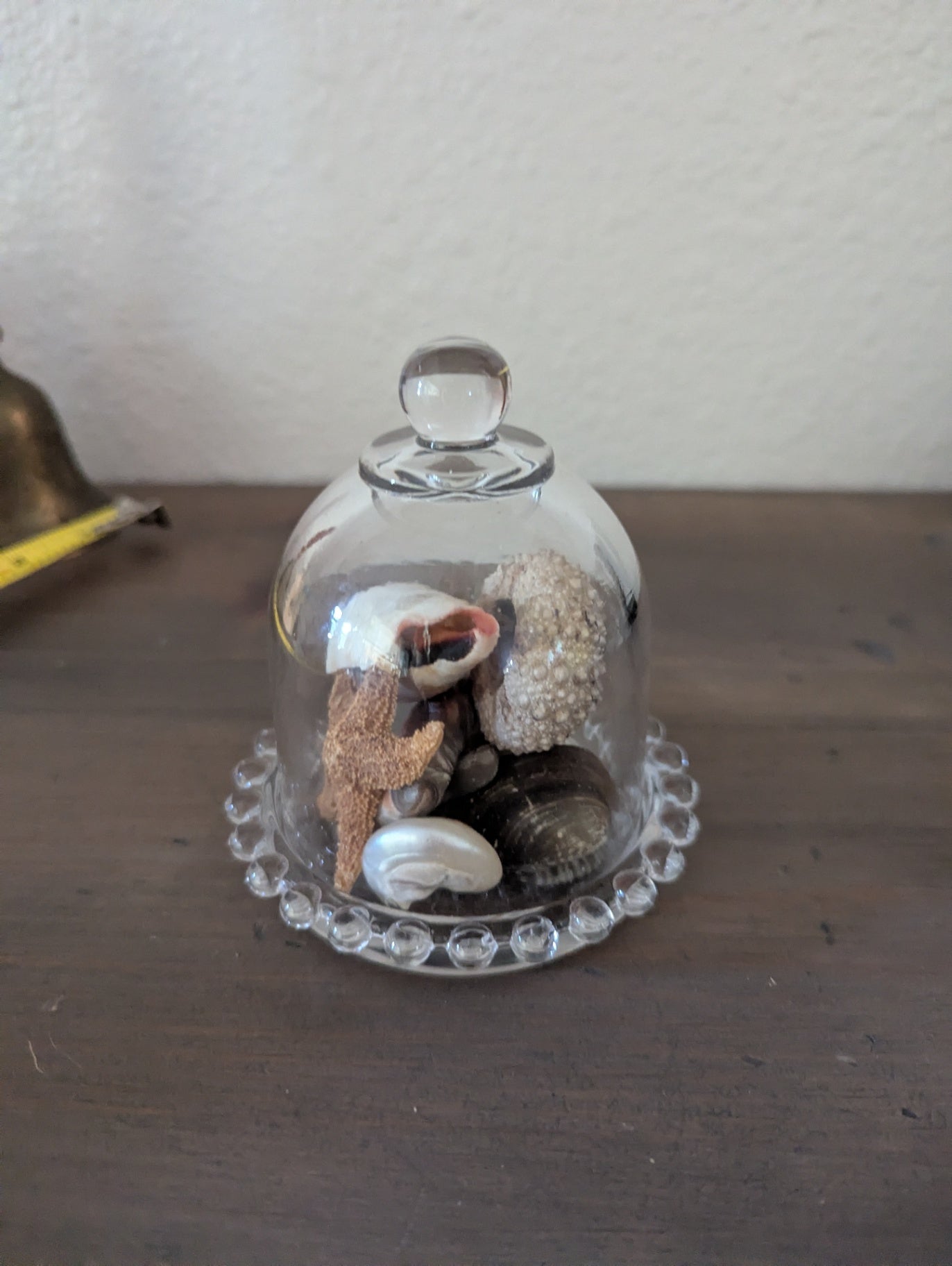 Petite Glass Cloche W/Shells