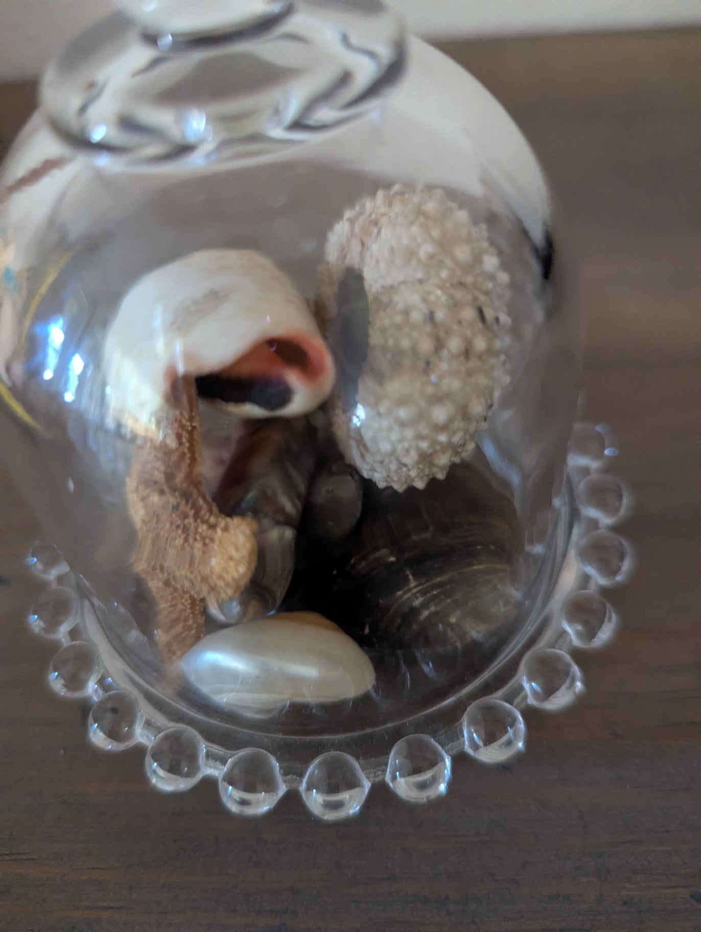 Petite Glass Cloche W/Shells