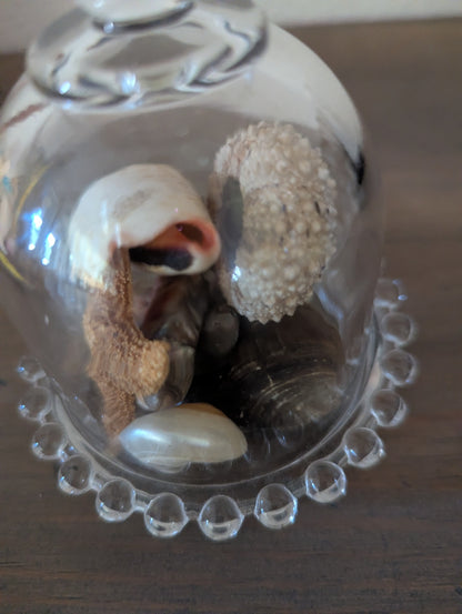 Petite Glass Cloche W/Shells