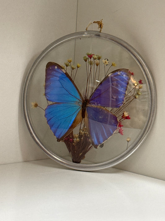 Real butterfly wall art