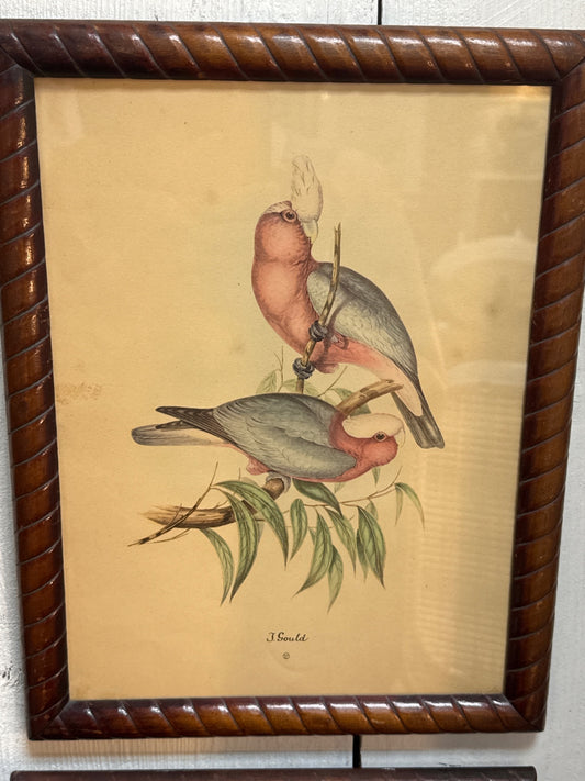 Vintage J. Gould print. “Cacatva Eos”