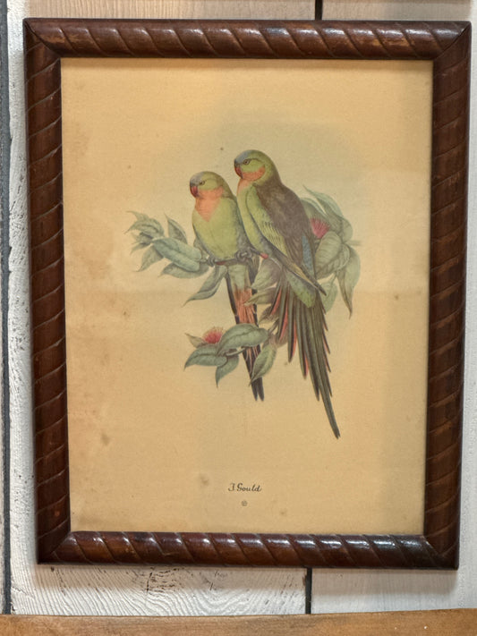Vintage J. Gould print  “Princess of Wales, parakeet”