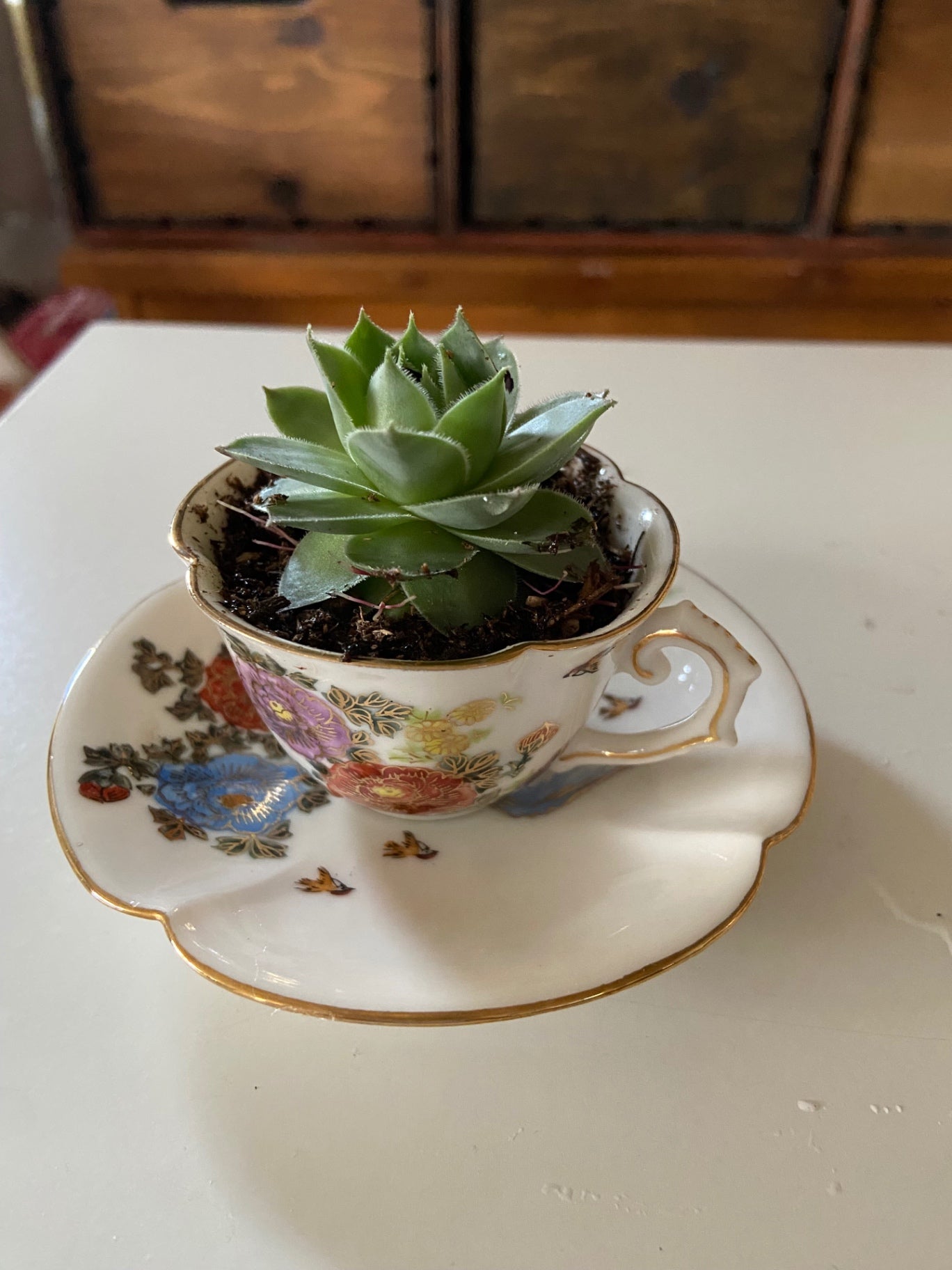 Mini Teacup Floral with plant 2