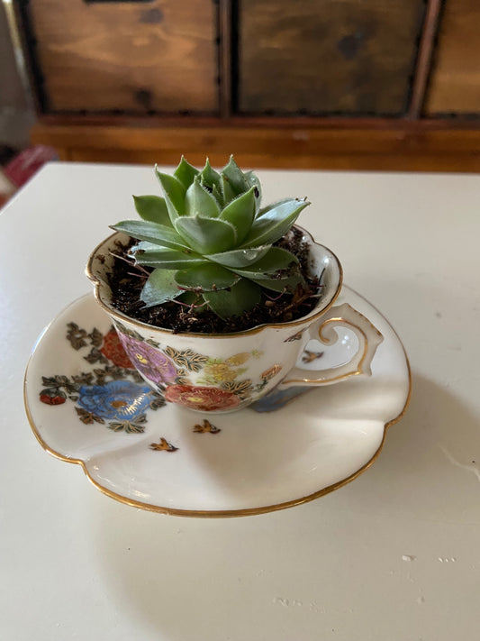 Mini Teacup Floral with plant 2