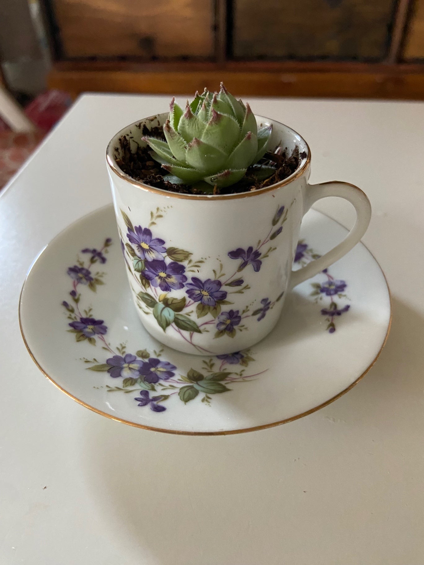 Mini Teacup Violets with plant 1